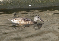 P1570534：オカヨシガモ_R