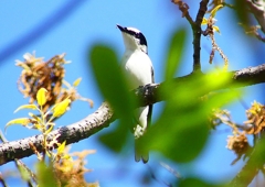 P1960060：サンショウクイ_R