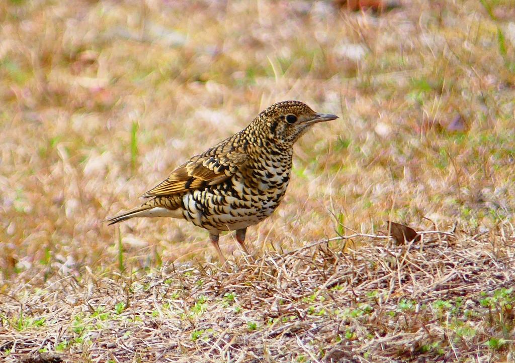 P1760085：トラツグミ_R