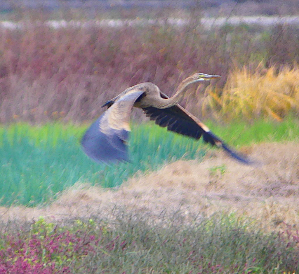 P1400772：ムラサキサギ_R