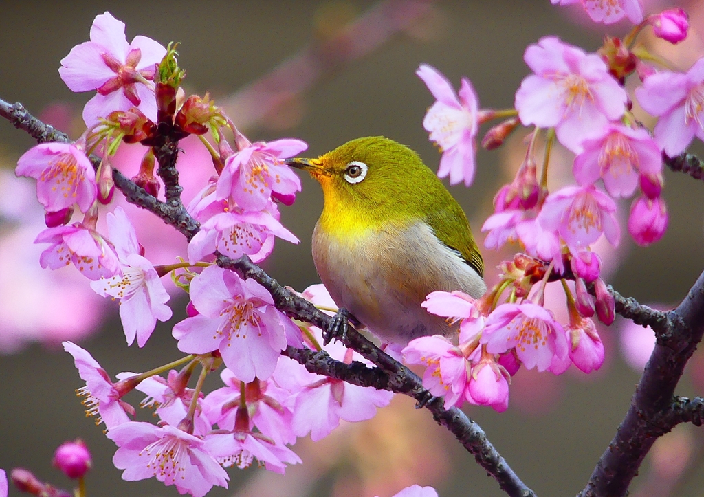 P1870199：河津桜にメジロ_R