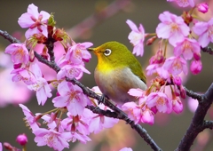 P1870199：河津桜にメジロ_R