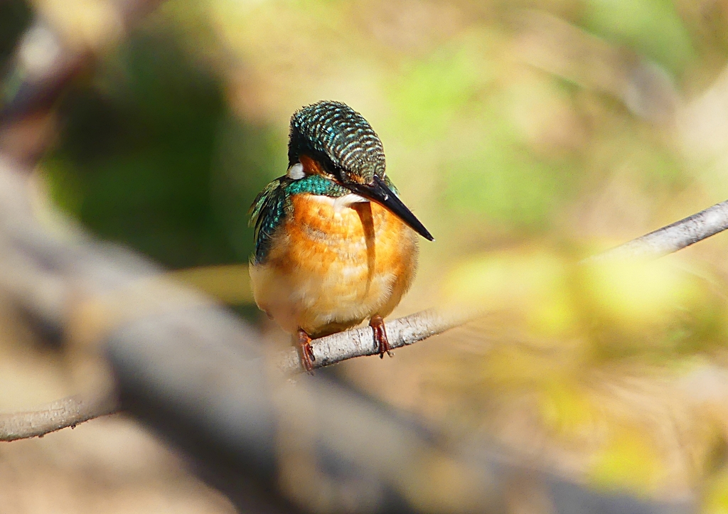 P1530999：カワセミ（メス）_R