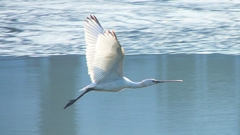 P4470148：ヘラサギ_R