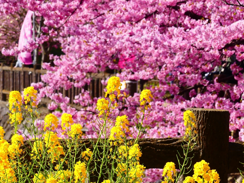 P3900788：菜の花と河津桜_R