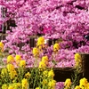 P3900788：菜の花と河津桜_R