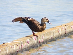 P4280328：カルガモ_R