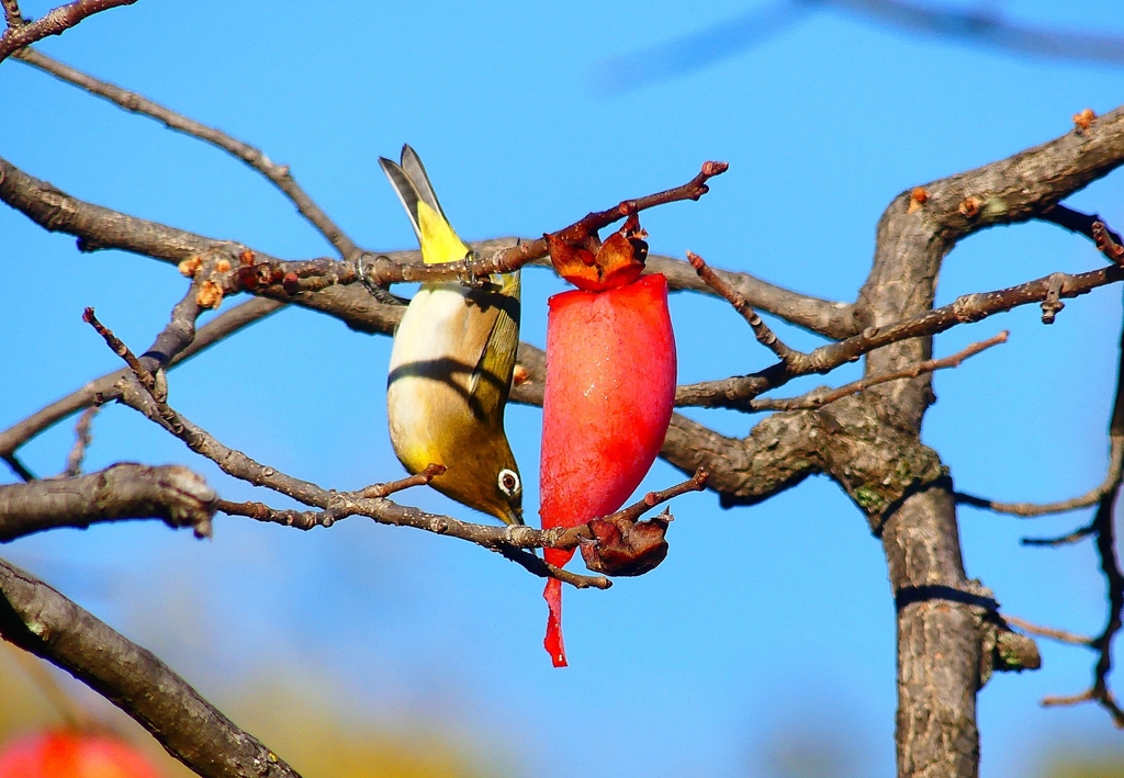 P4510296：メジロ_R