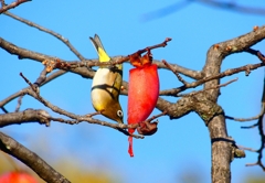 P4510296：メジロ_R