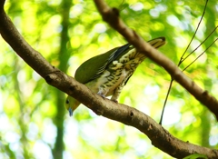 P4770550：アオバト（メス）_R