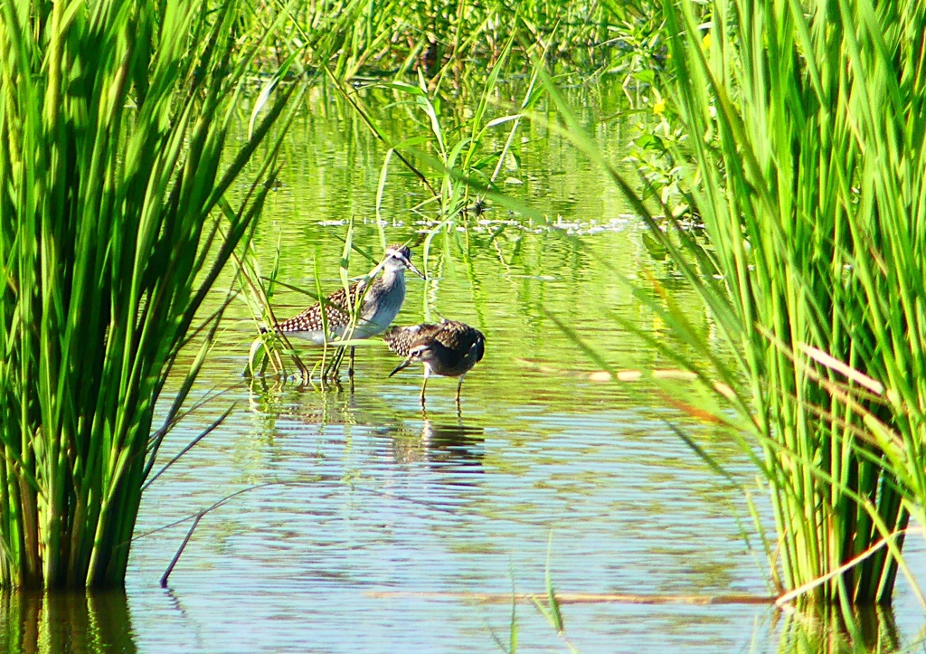 P1150658：タカブシギ_R