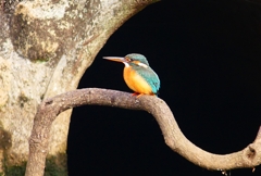 P4540840：カワセミ（メス）_R