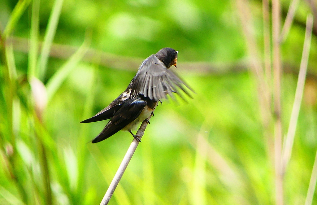 P1010294：ツバメ（幼鳥）_R