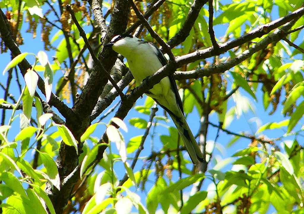 P1960147：サンショウクイ_R
