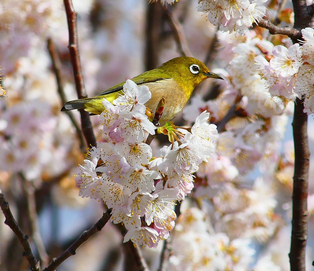P4840585：桜にメジロ_R