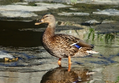 P1220113：マガモ_R
