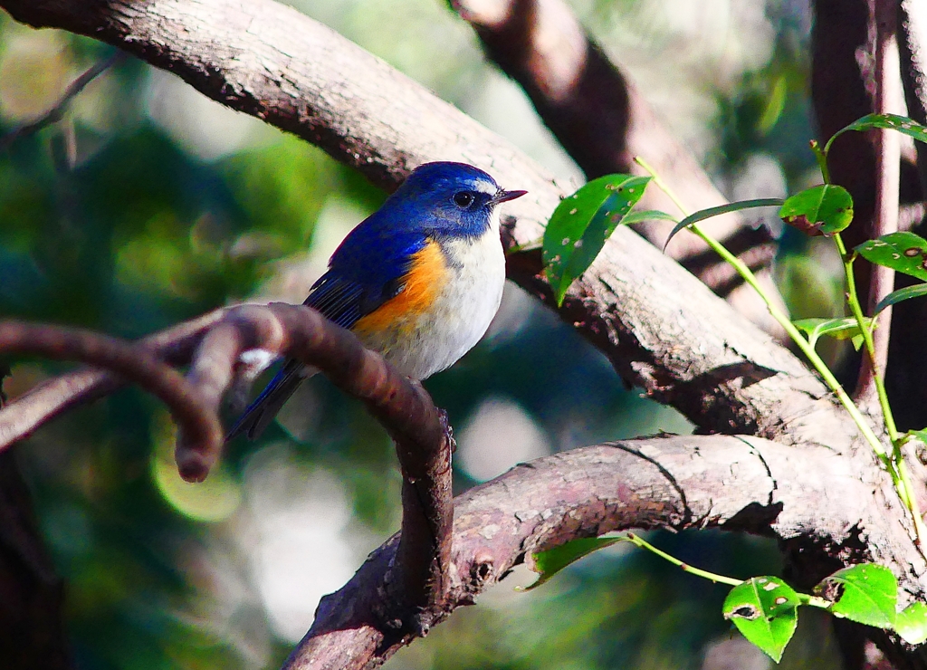 P3660733：ルリビタキ（オス）_R