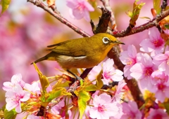 P1890558：河津桜にメジロ_R