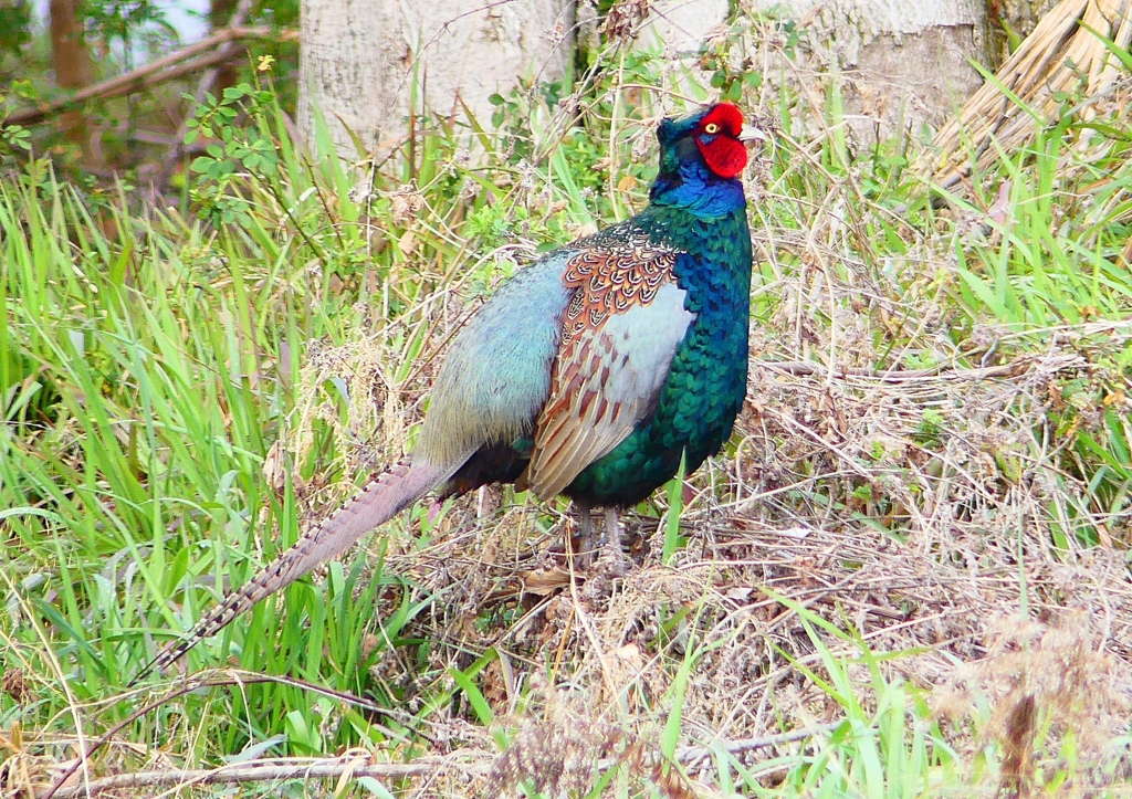 P1840763：キジ（オス）_R