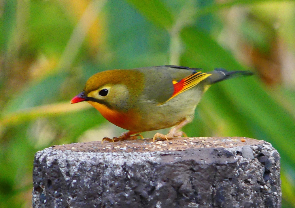 P1520471：ソウシチョウ_R
