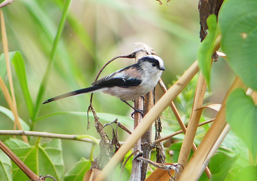 P1260548：エナガ_R