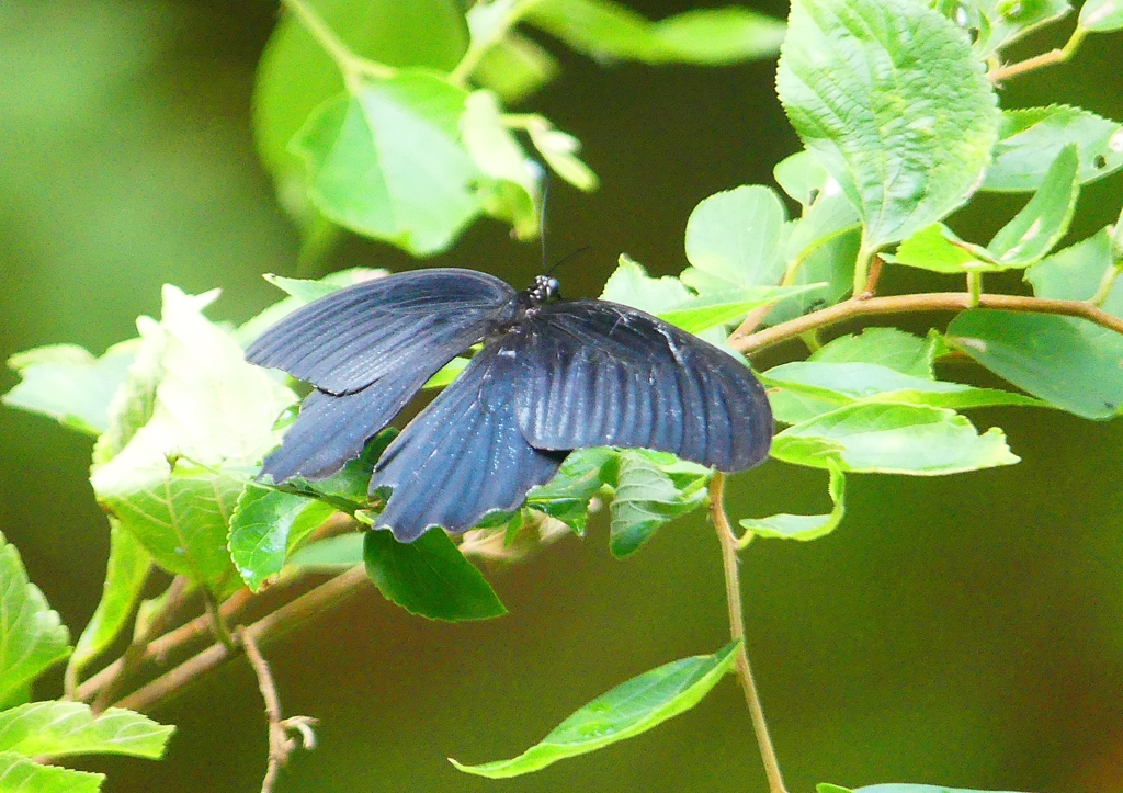 P1200623：ナガサキアゲハ_R