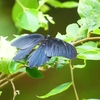 P1200623：ナガサキアゲハ_R