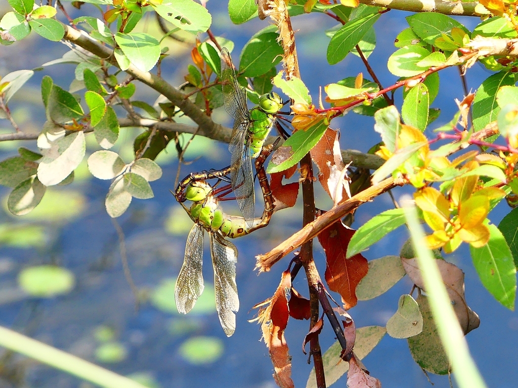 P1080754：ギンヤンマ合体_R