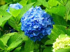 P4170835：紫陽花_R