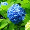 P4170835：紫陽花_R