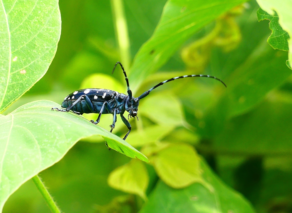 P4230041：ゴマダラカミキリ_R