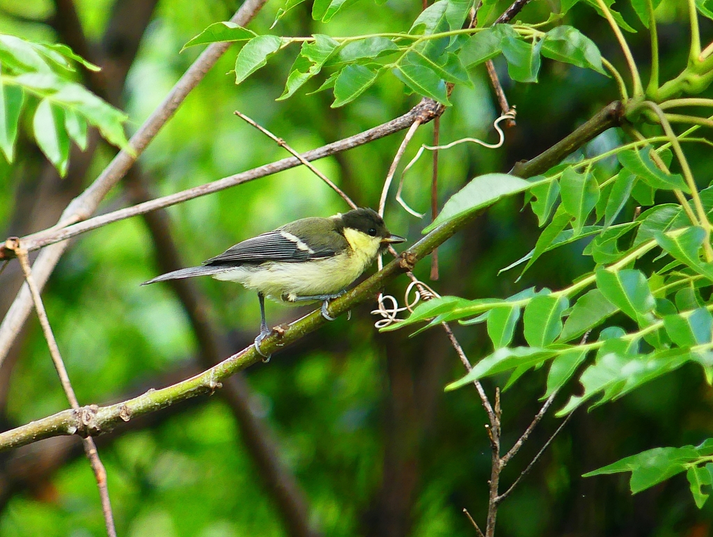 P4150570：シジュウカラ（幼鳥）_R