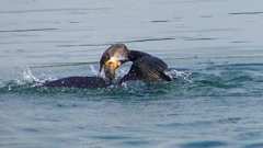 P1110825：カワウのバトル_R