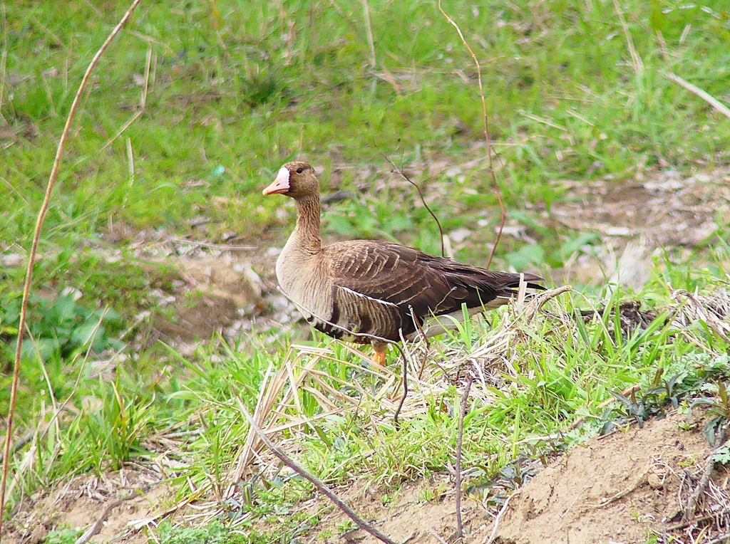 P4850695：マガン_R