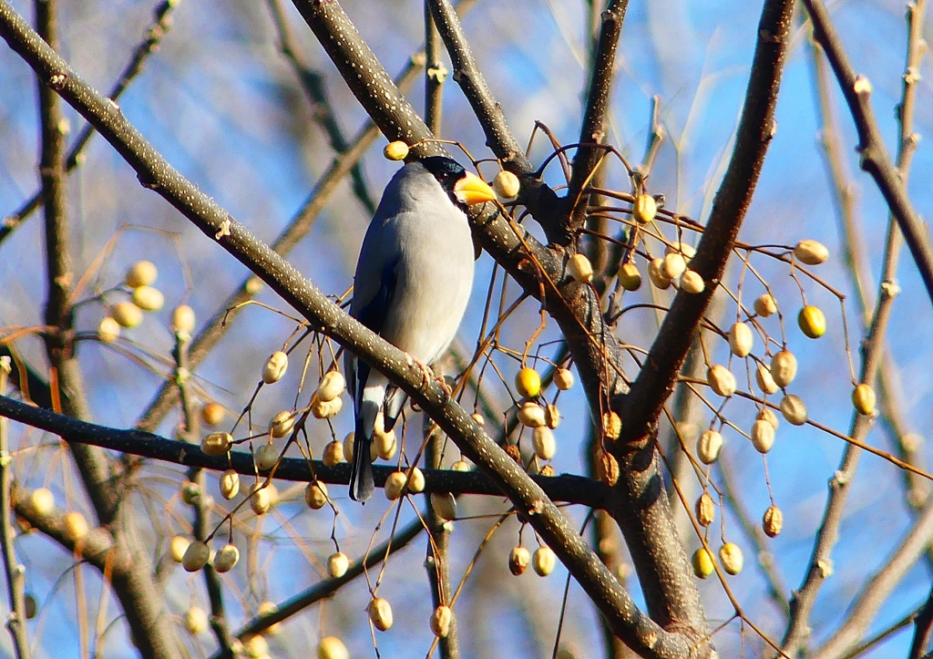 P1650579：イカル_R