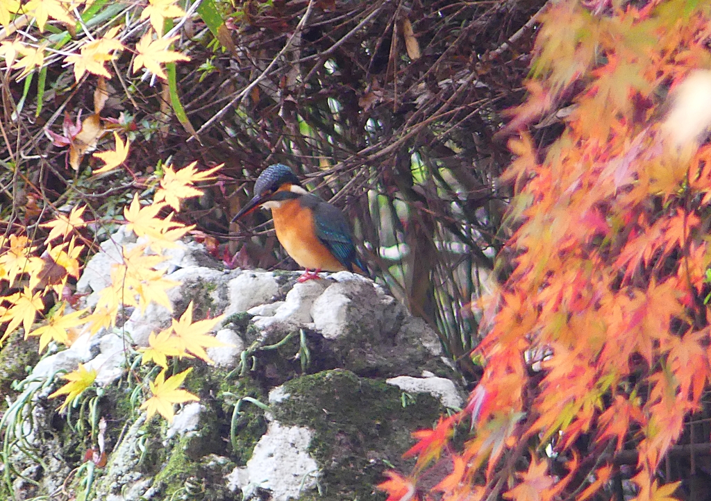 P1490564：カワセミ（メス）_R