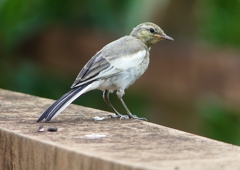 P1160463：ハクセキレイ（幼鳥）_R