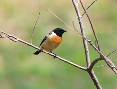 P4860077：夏羽ノビタキ（オス）_R