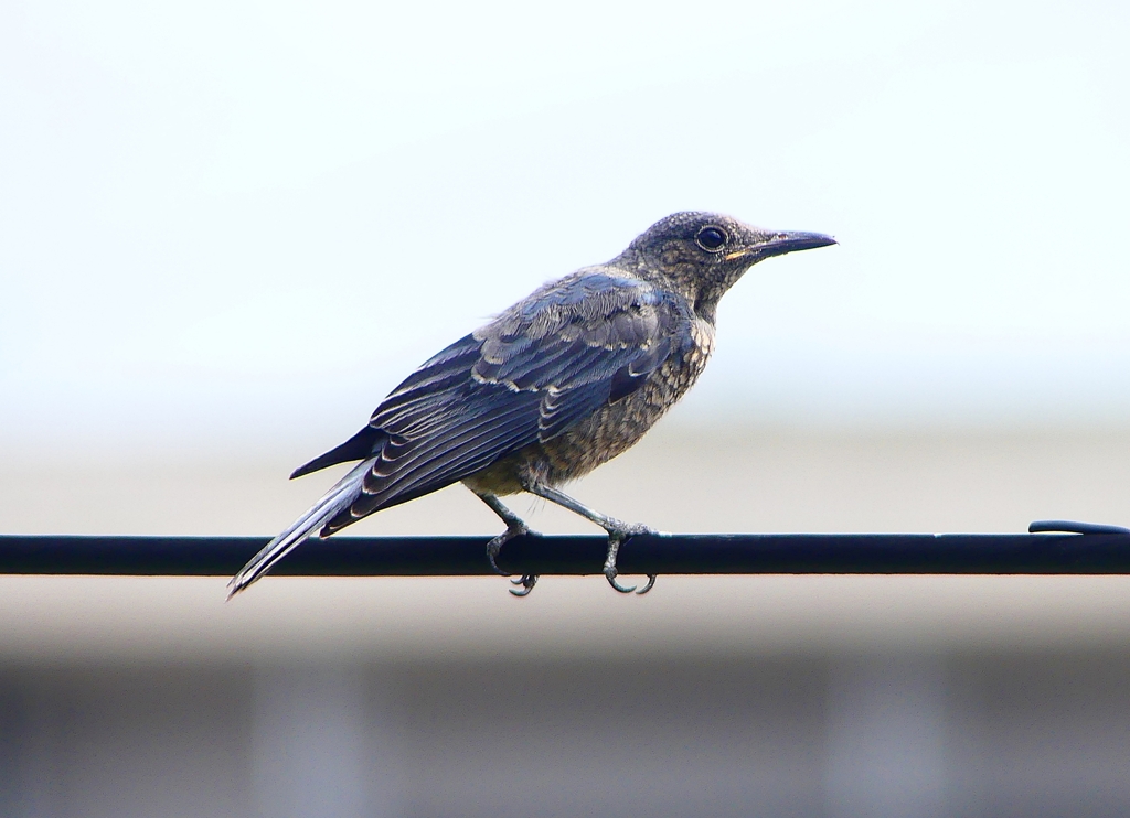 P1020248：イソヒヨドリ（若鳥）_R