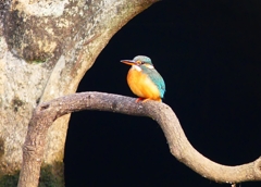 P4540823：カワセミ（メス）_R