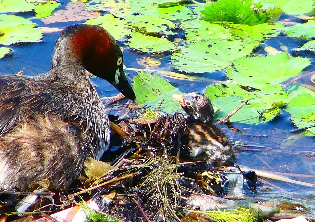 P1110454：カイツブリ_R