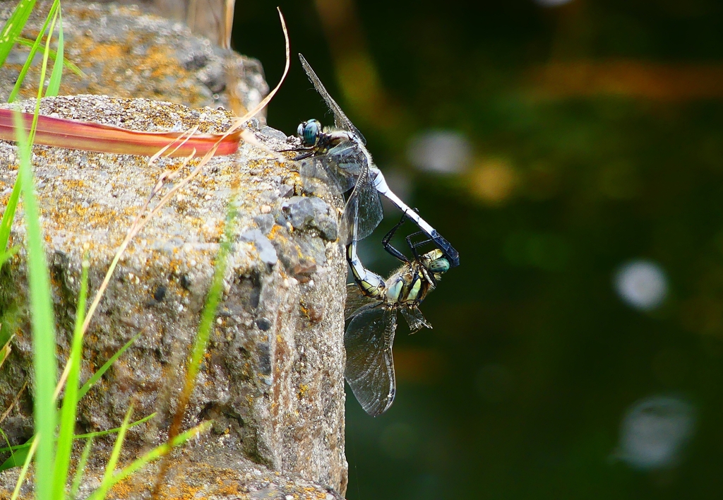 P1030836：シオカラトンボ合体_R