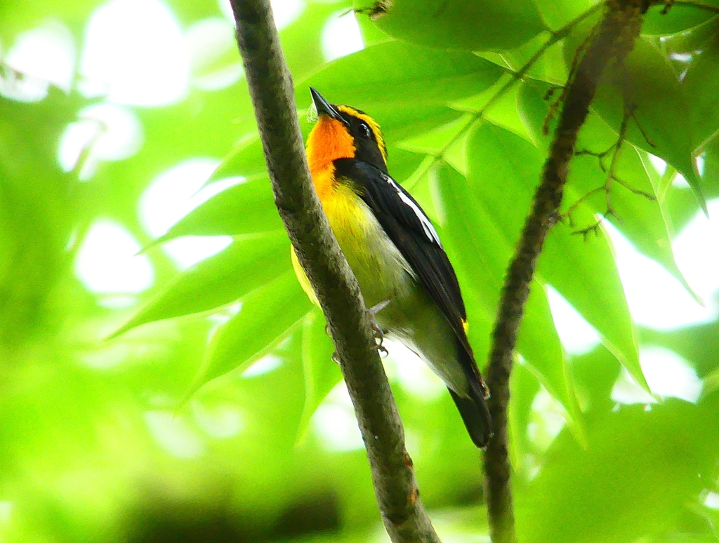 P1020649：キビタキ（オス）_R