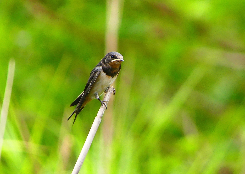 P1010353：ツバメ（幼鳥）_R