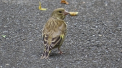 IMG_0341：カワラヒワ（幼鳥）-06_R