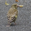 IMG_0341：カワラヒワ（幼鳥）-06_R