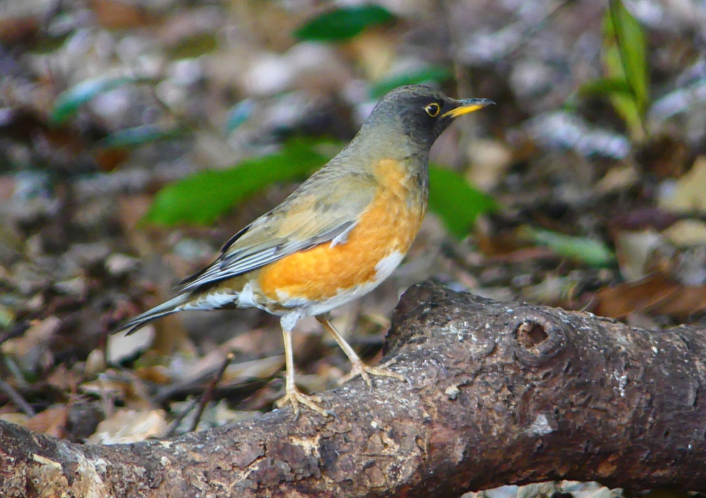 P1880881：オオアカハラ_R