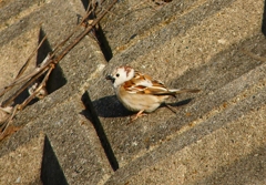 P4660728：白いスズメ_R