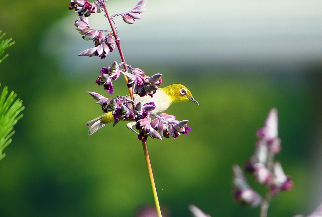 P1010874：メジロ_R