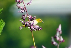 P1010874：メジロ_R